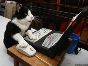 Cat_Surfing_The_Web